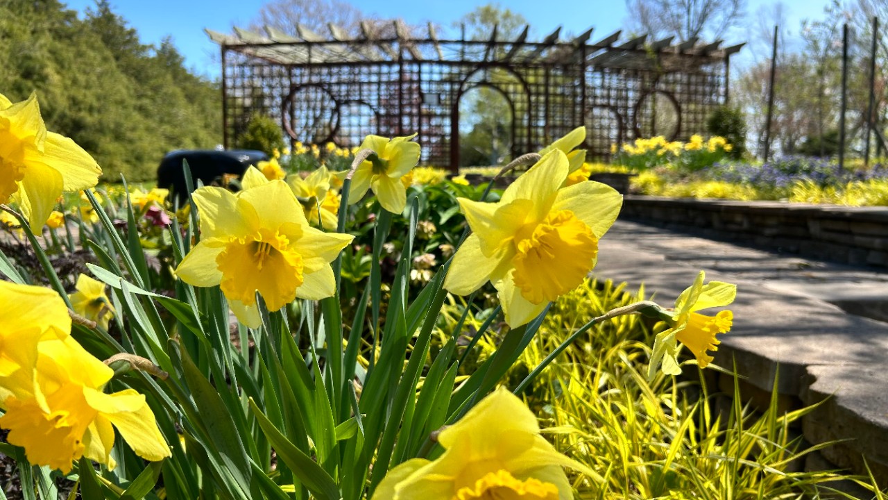 daffodils in the alumni gardens