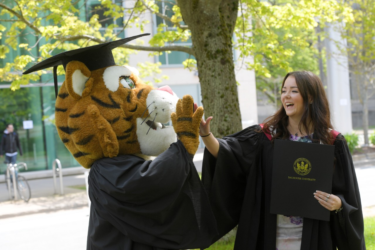 Dal tiger mascot and recent graduate give each other a high five; they are both wearing convocation gowns.