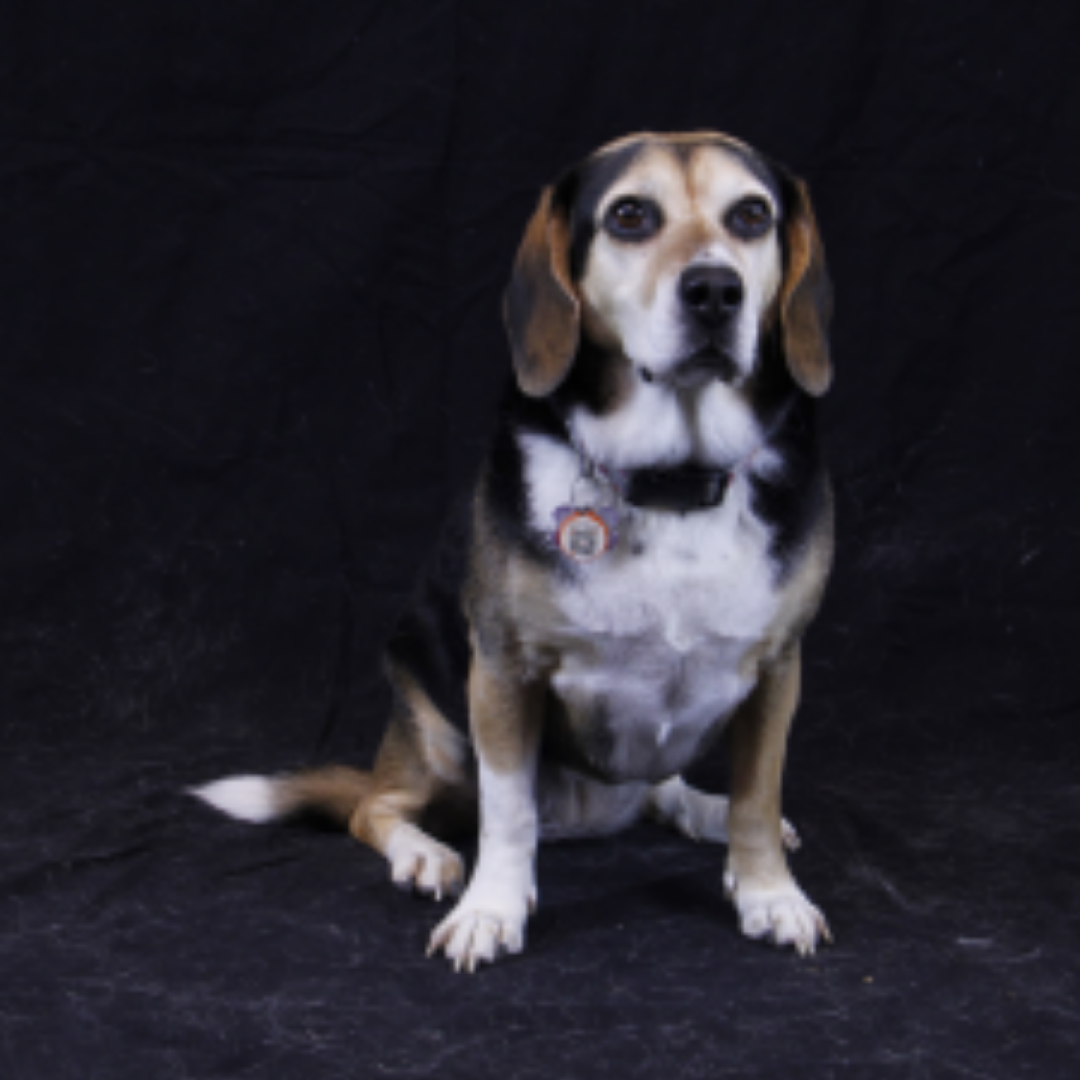 a white, black and brown beagle