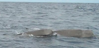 bottlenose whale