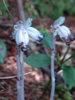 Indian Pipes