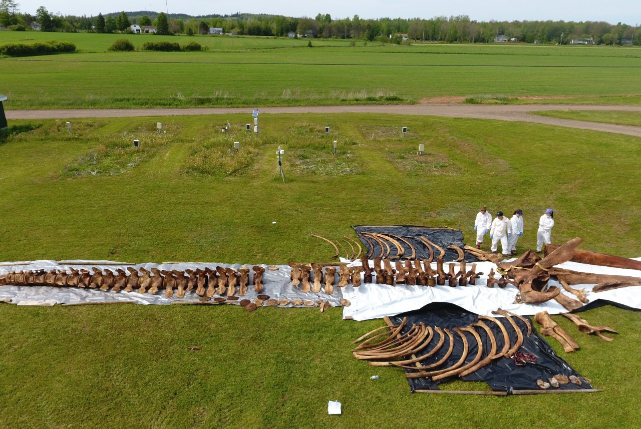 An aerial view of a team assembling a blue whale skeleton at Dalhousie University