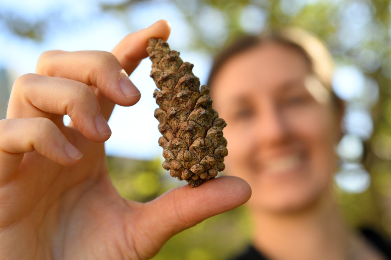 A student holds a pinecone outdoors