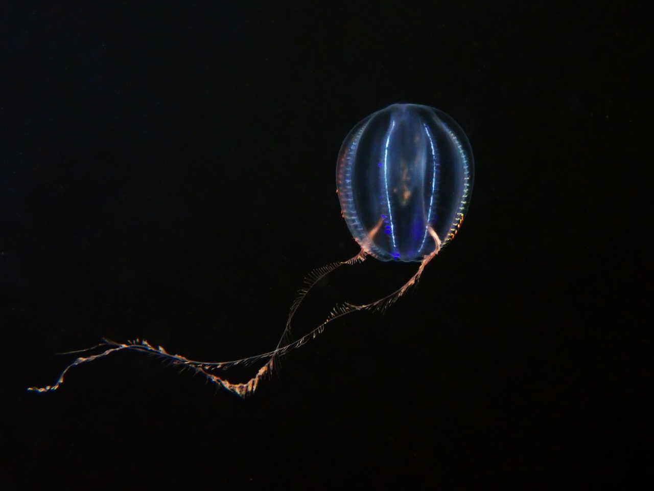 Jellyfish swiming through the water.