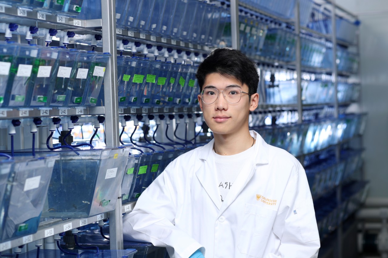 A Dalhousie science student does research in the zebrafish lab