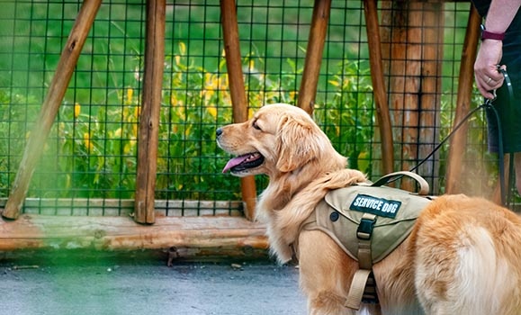 A golden retriever wearing a service dog vest.