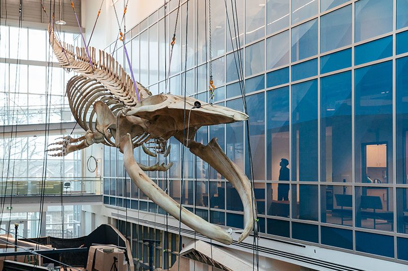 Whale skeleton is being suspended above the Beatty Centre.