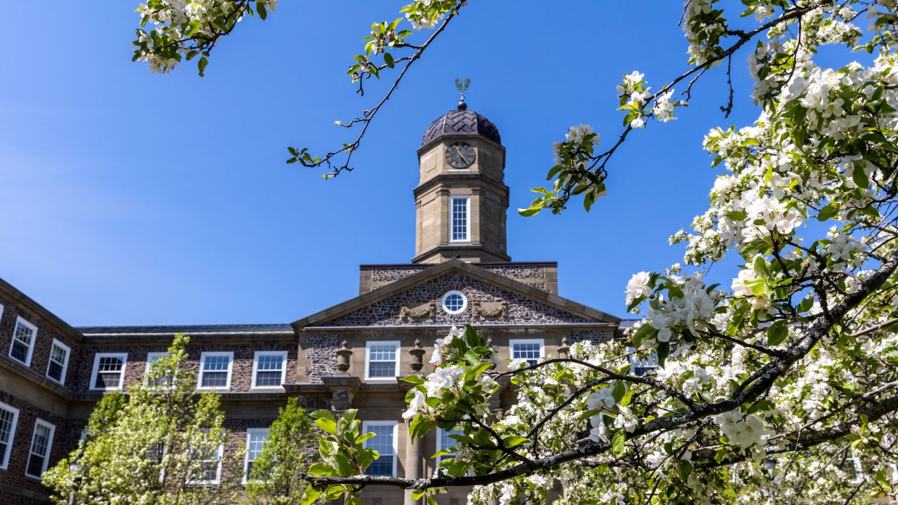 Branches of a cherry blossom tree stretch in front of the stone facade and clock tower of Dal's Henry Hicks building. 