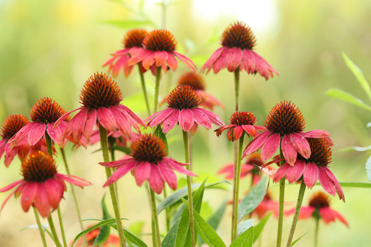 Agricultural Campus events Dalhousie University