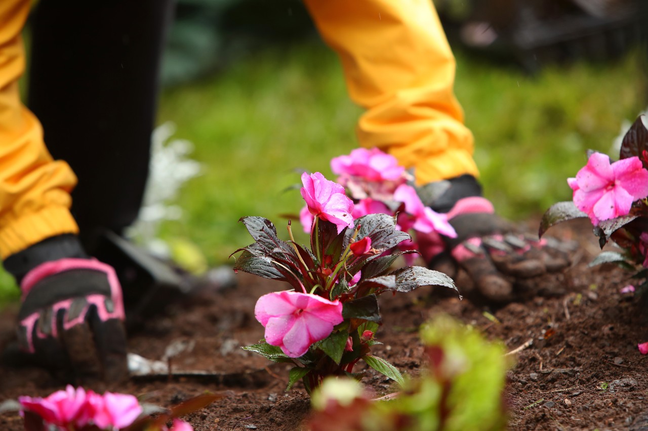 Close up of a gardener wearing black and pink gloves planting a pink flower. 
