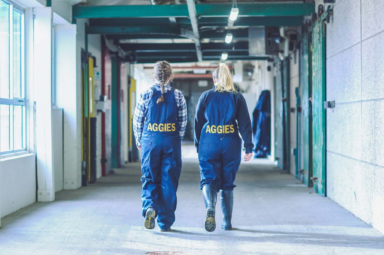 Students in Aggies overalls walking through a barn on the Truro campus.