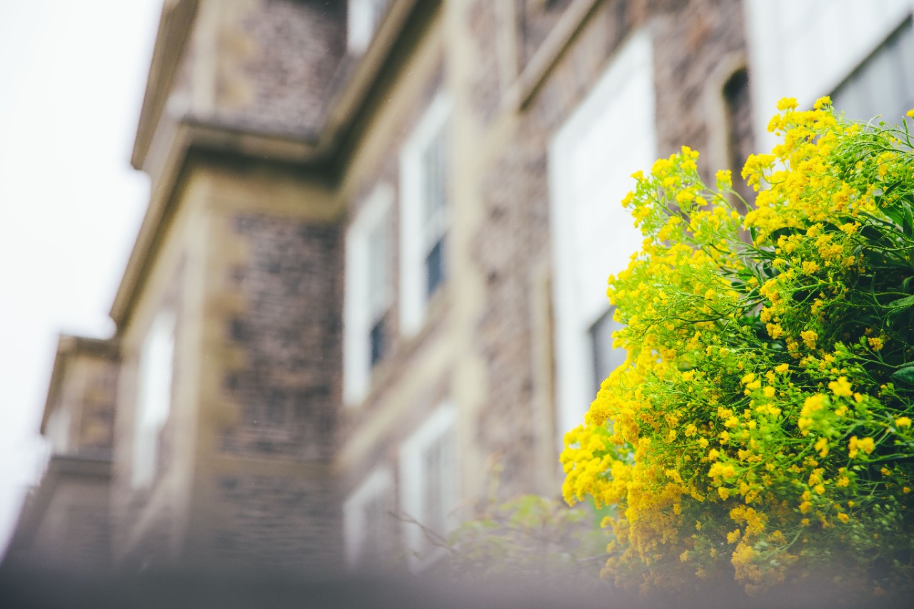 Focus is on a green bush with yellow flowers is in the foreground and a stone building facade is blurred in the background.