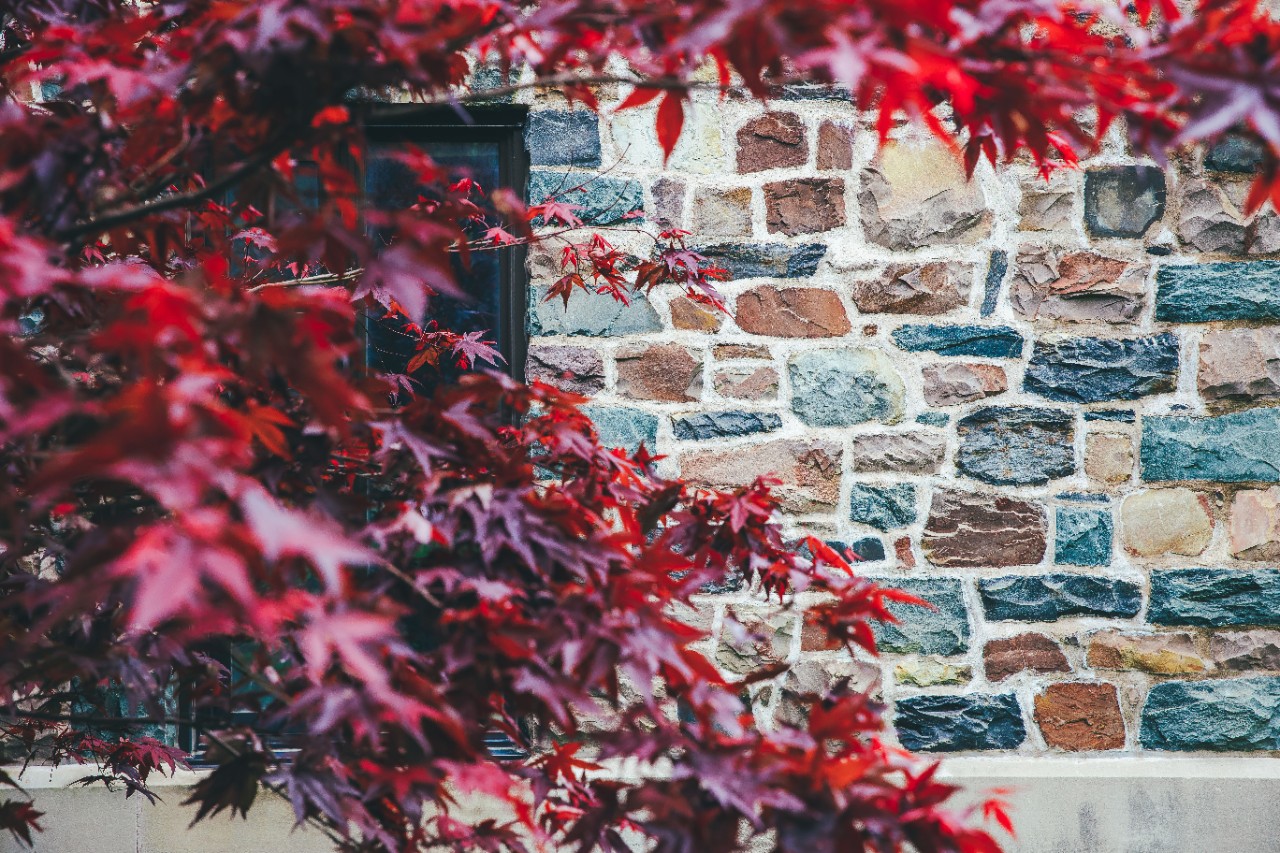 Red maple leaves in front of a stone facade.