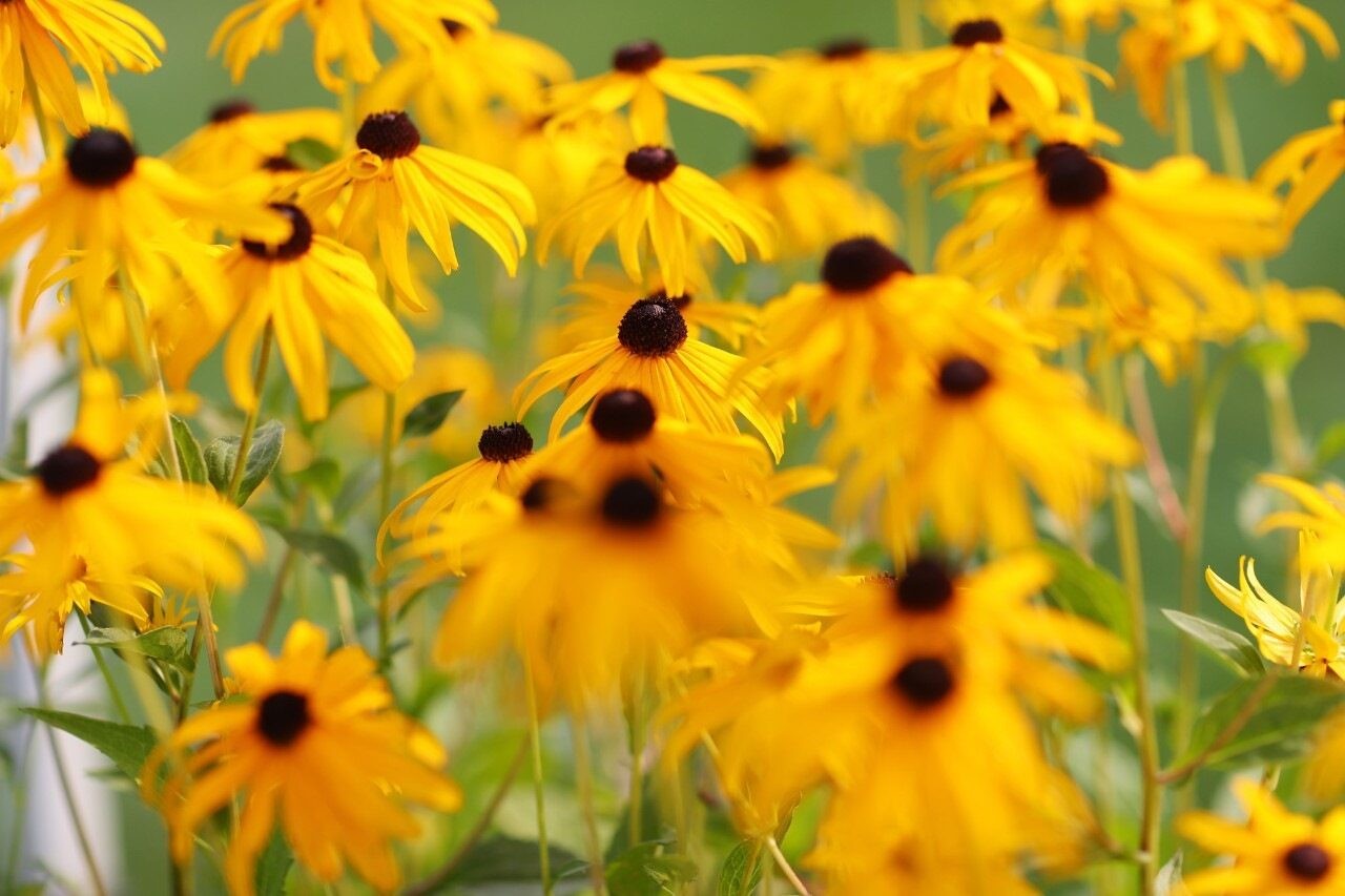 Yellow flowers with dark centers and green leaves, set in a field. The focus is on the foreground blooms while the background is slightly blurred.