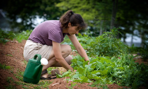 photo of woman in beige shorts and purple t shirt bending over and planting something in a garden beside a green watering can