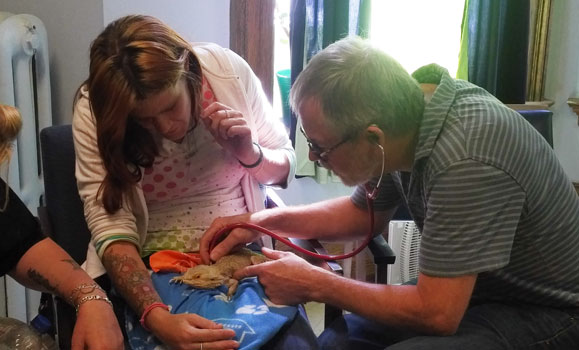 Vet holds a stethescope over a lizard sitting in its owner's lap.