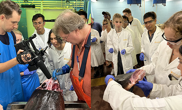 Students observing and participating in a shark necropsy.