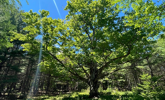 A great tree with green leaves in a forest.