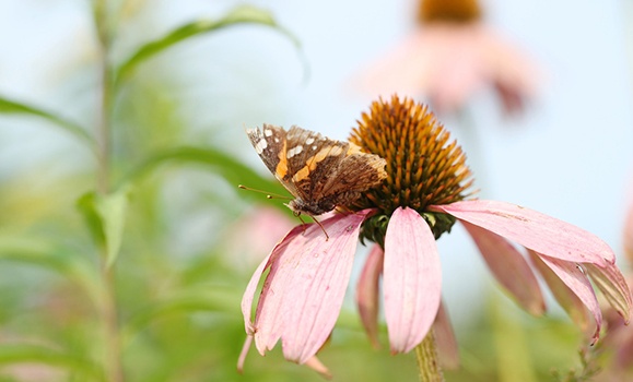 A butterfly lands on a pink flower.