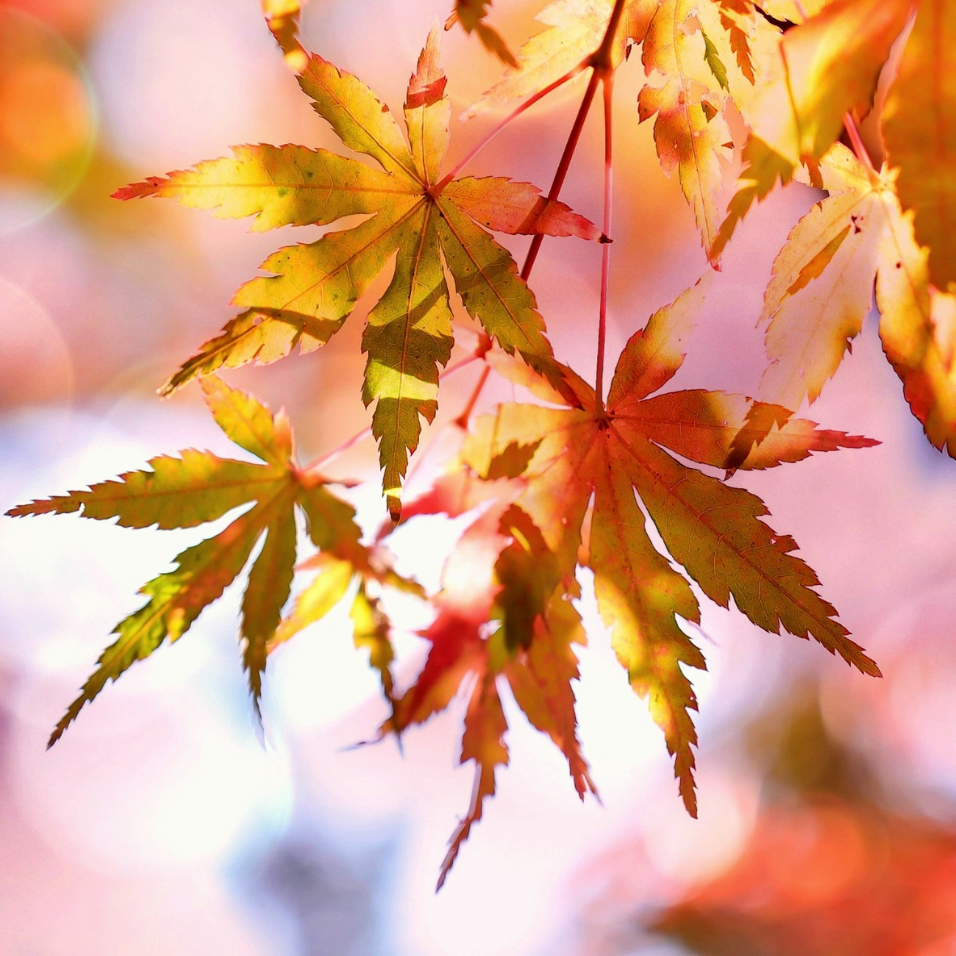 Colourful fall leaves on a tree branch with blurred background