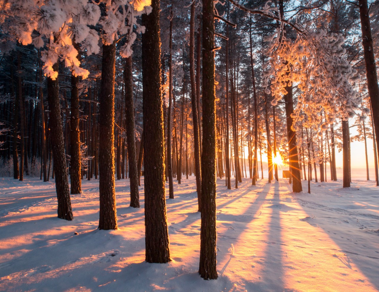 Trees in the snow with sunlight peeking through