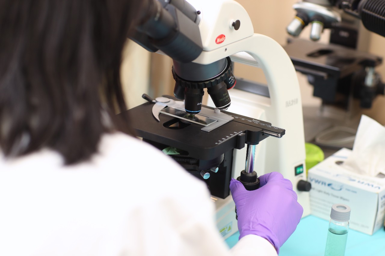 A research wearing purple gloves peers through a microscope.