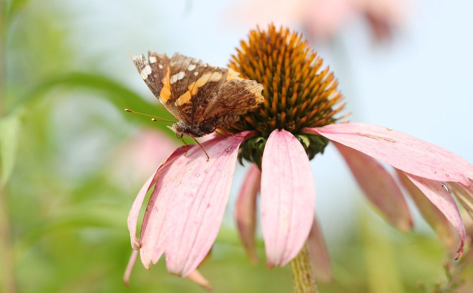 Butterfly on a pink flowr.