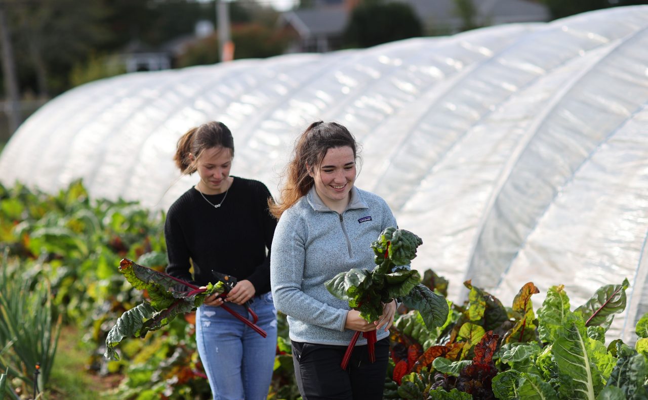 Two smiling students walk through the narrow path of an urban garden space, carrying leafy greens.  