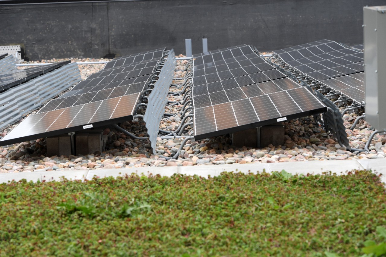 Side view of solar panels and grass on a green roof. 