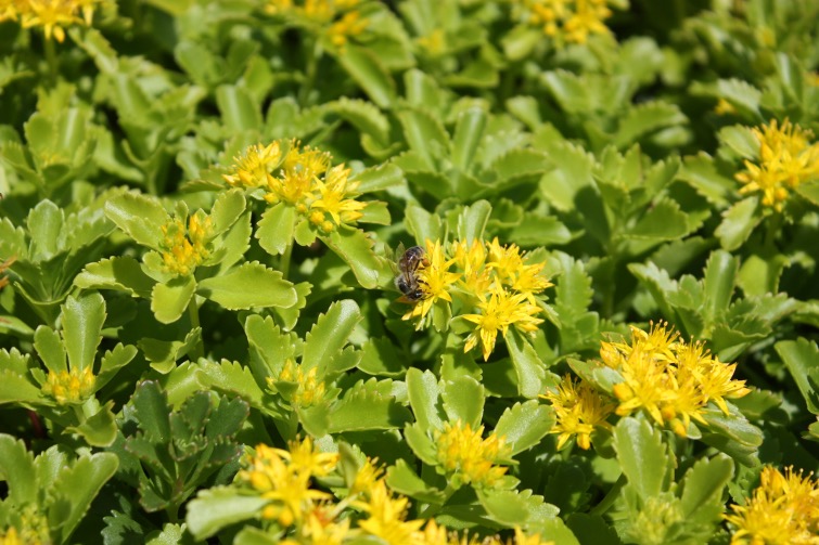 A pee pollinates a yellow flower on one of Dal's green roofs