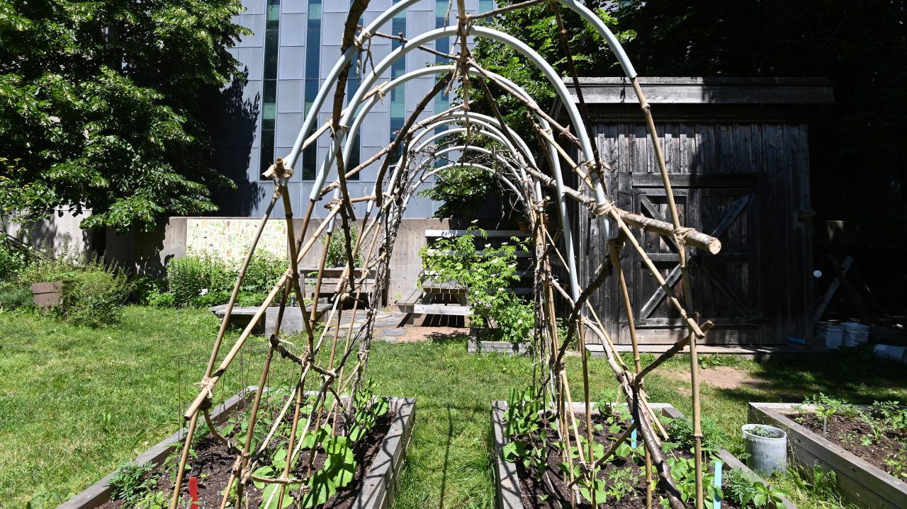 wooden arch over vegetable garden beds