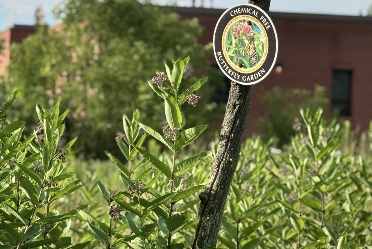 A small sign on a post marks the chemical free butterfly garden along the walking path at the Agricultural Campus