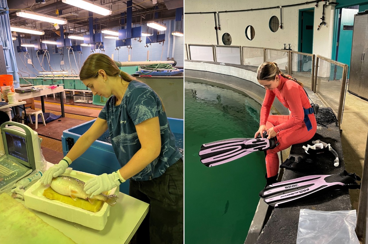 Sernowsky wearing white gloves examines a fish laying in a shallow container atop a table; Sernowsky wearing a coral-coloured wetsuit sits on the edge of the Aquatron putting on flippers.