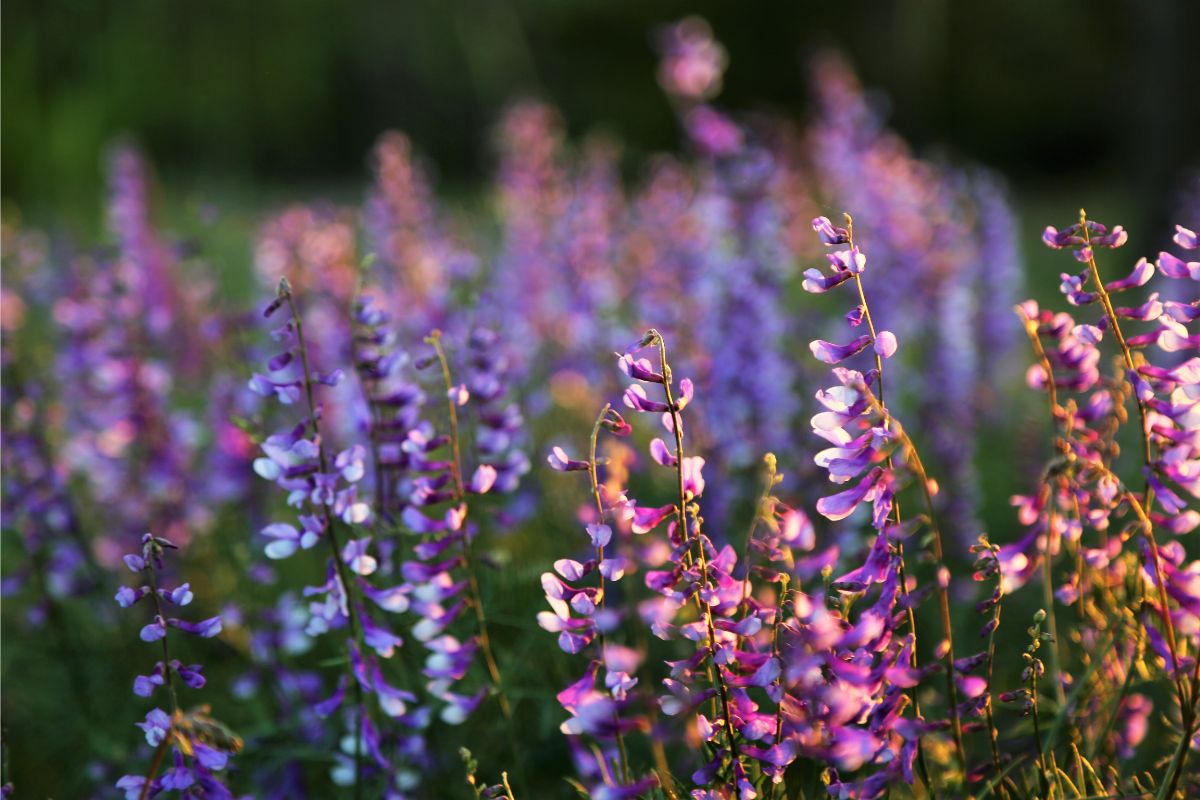 A field full of purple flowers at sunset