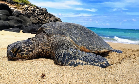 A green sea turtle on the beach.