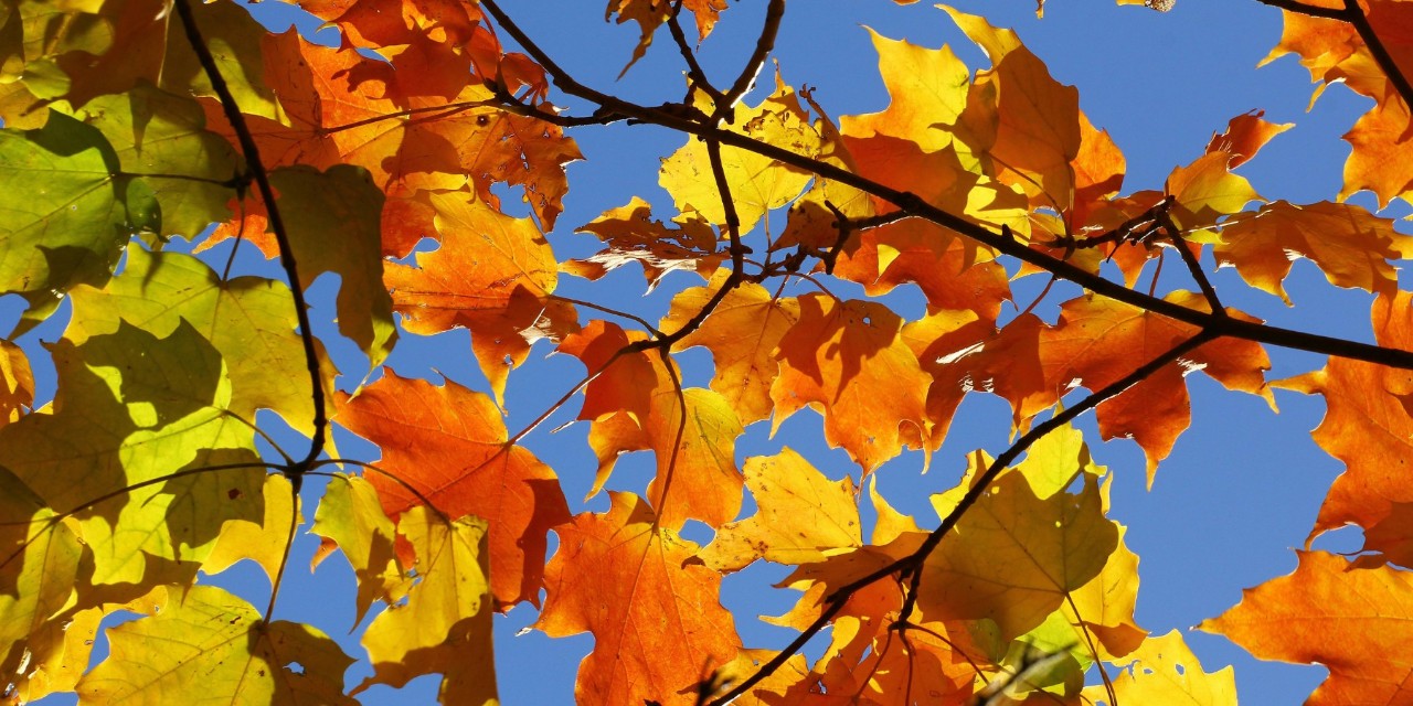 Orange and yellow Autumn leaves against a blue sky.