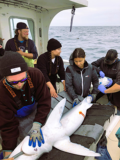 Vanessa Schiliro at work with sharks