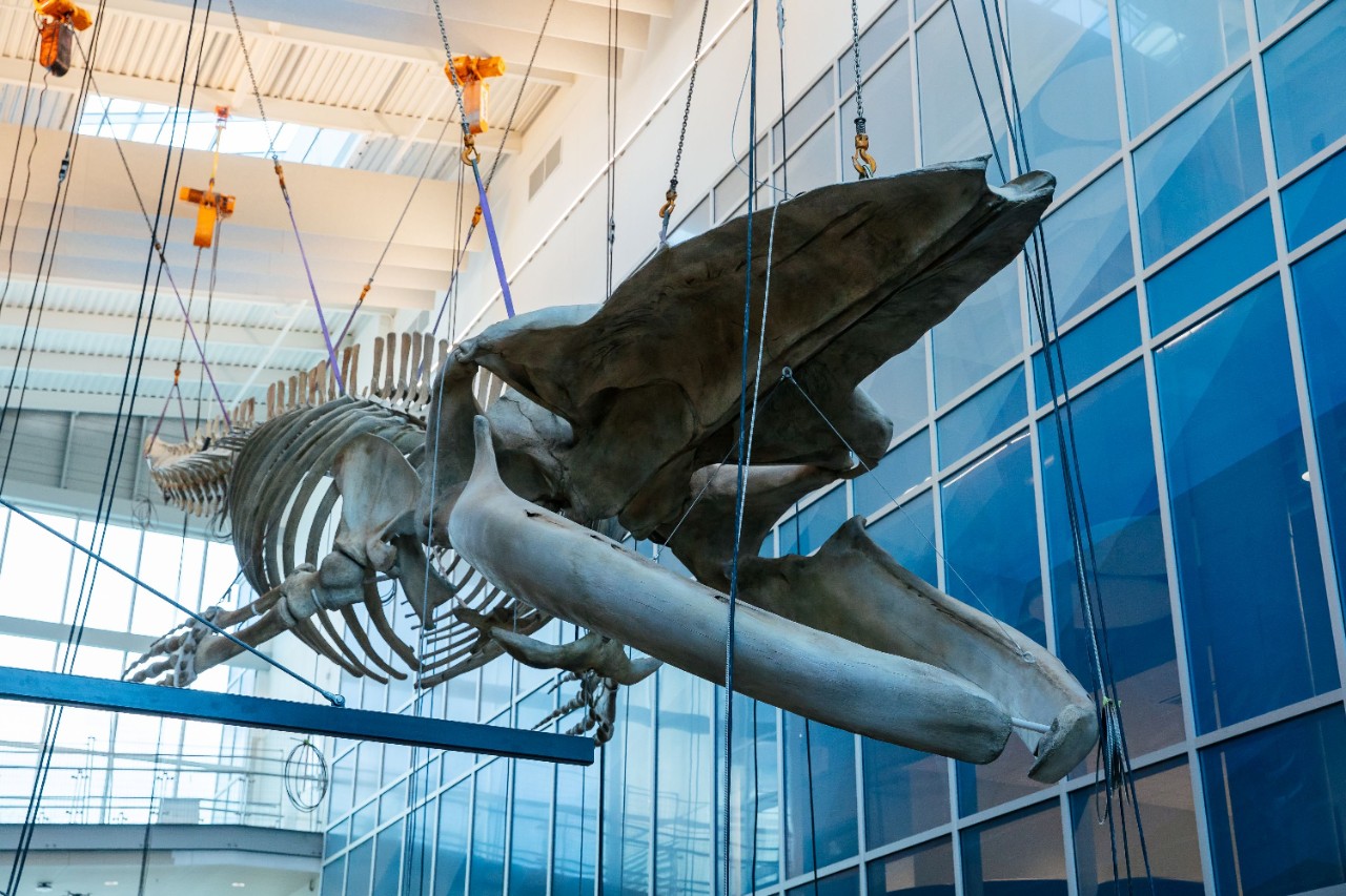 The skeleton of a blue whale hanging from the ceiling of an atrium from the perspective of looking up.