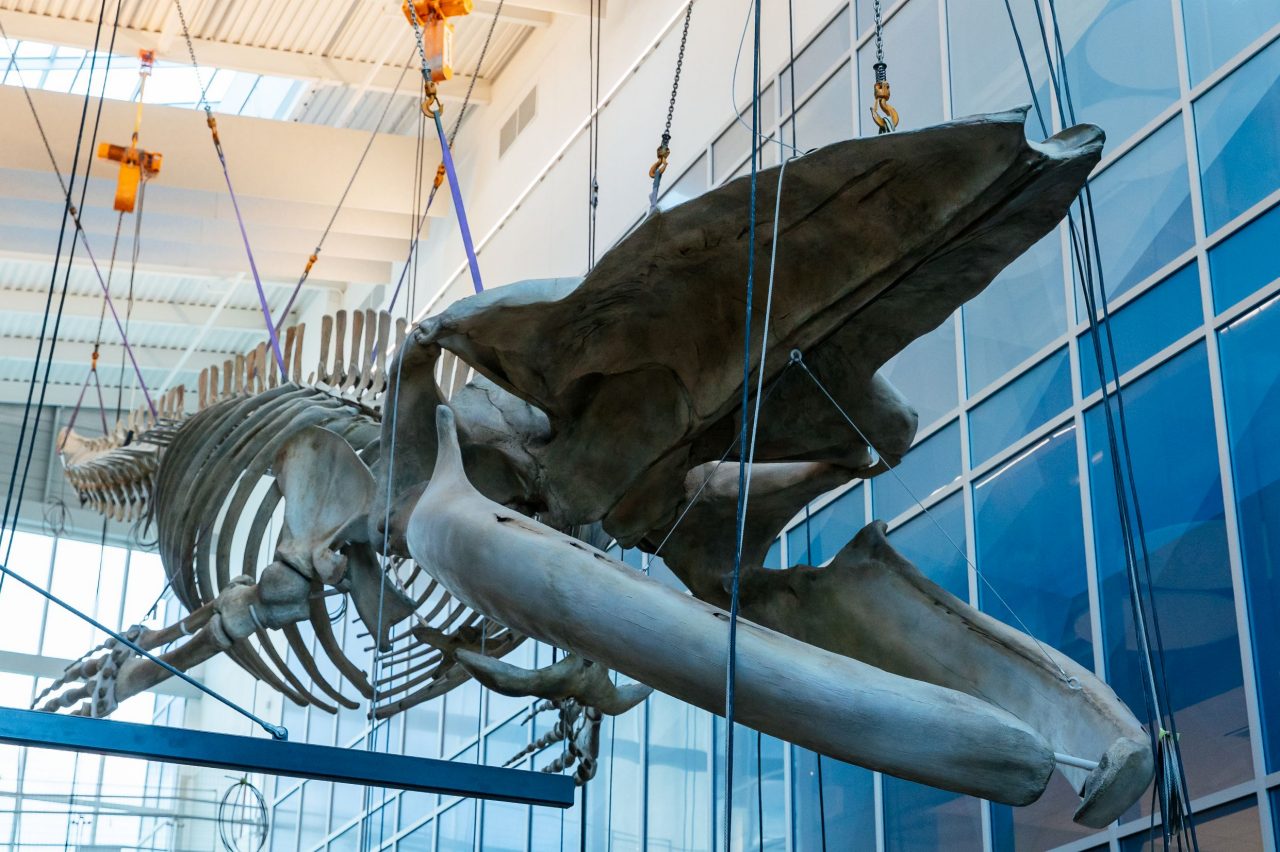 The skeleton of a blue whale hanging from the ceiling of an atrium from the perspective of looking up.
