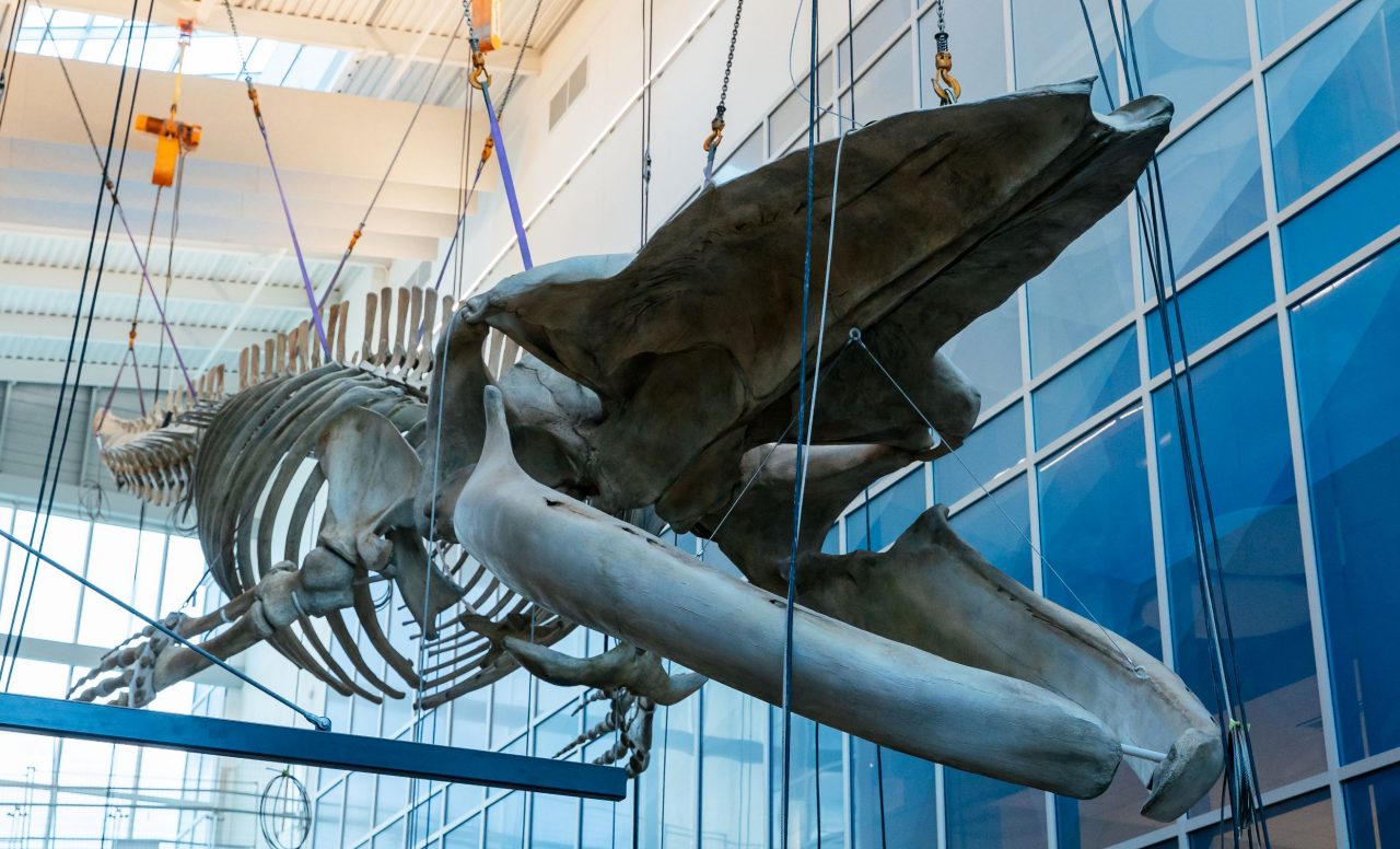 The skeleton of a blue whale hanging from the ceiling of an atrium from the perspective of looking up.