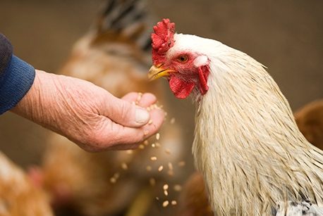 A person's hand reaches out to feed a white chicken among others in the background.