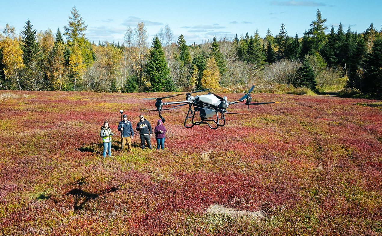 researchers in a wild blueberry field with a drone