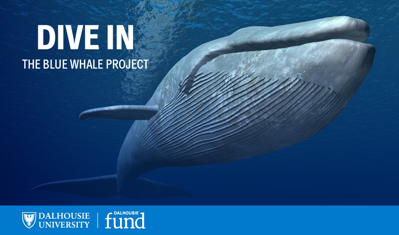 A promotional image for the Dalhousie Dive In Blue Whale Project depicts a blue whale in the ocean