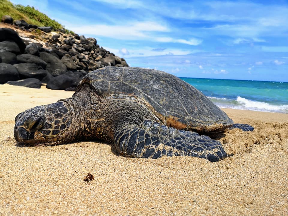 A green sea turtle lies on a beach