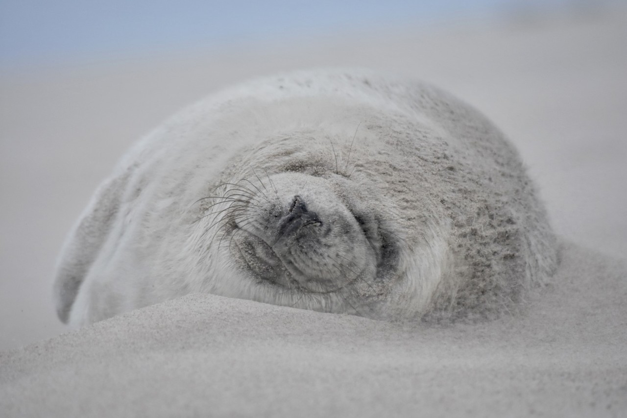 A grey seal on the beach.