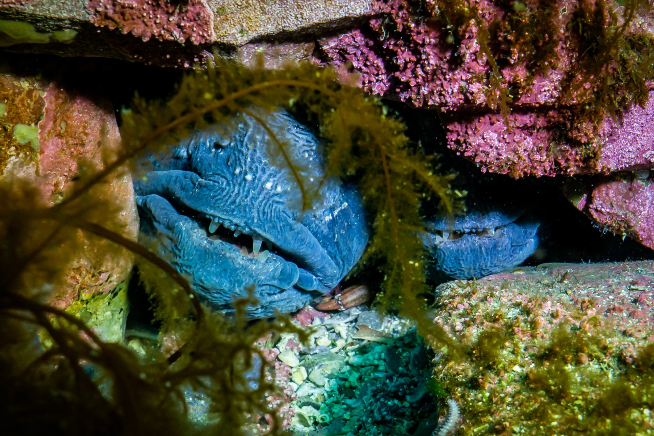 Two blue fish hiding in the rocks.