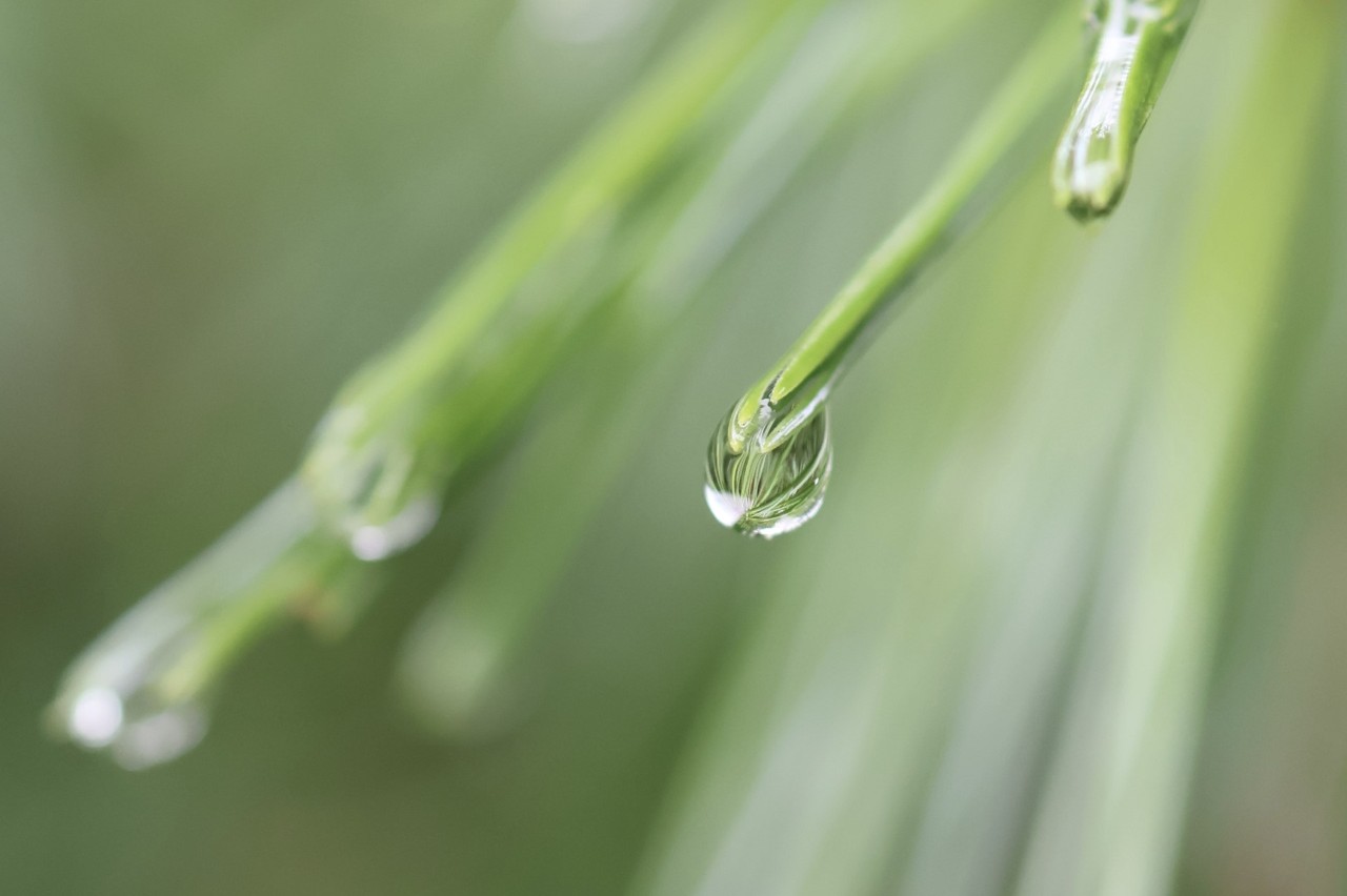 Raindrops coming off of a pine needles.