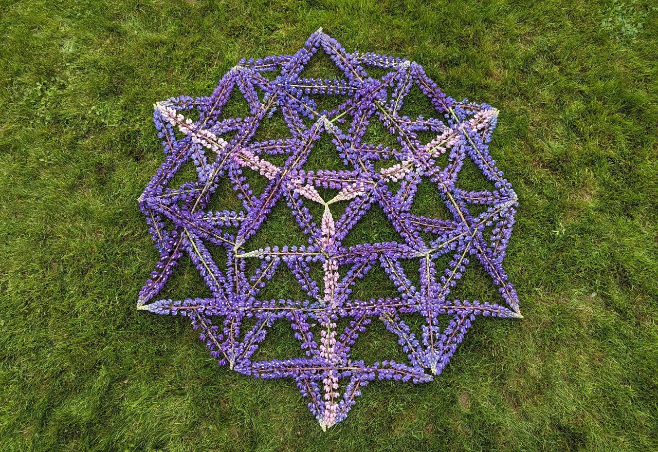 Purple flowers form a circular pattern