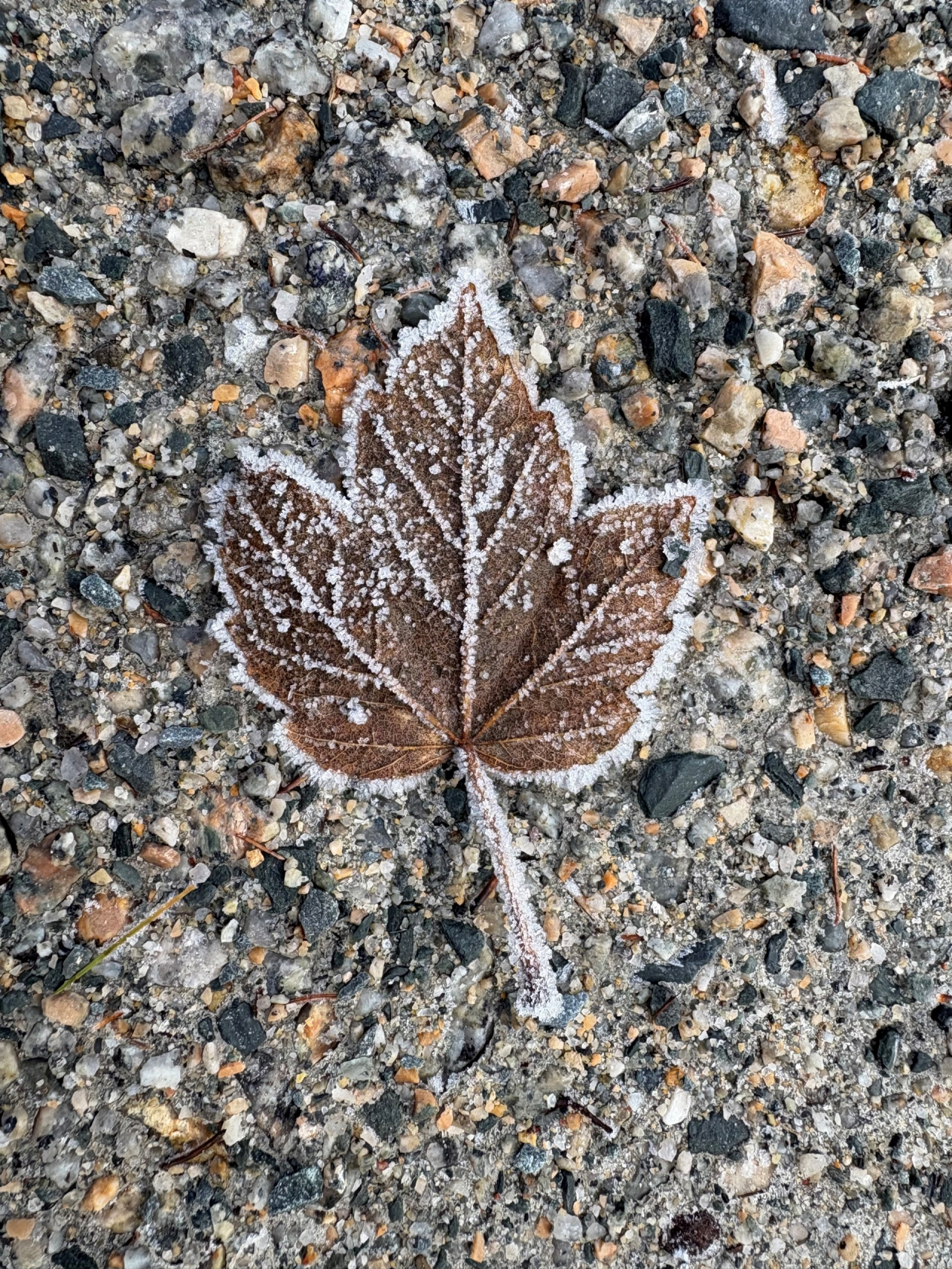 A frosted maple leaf