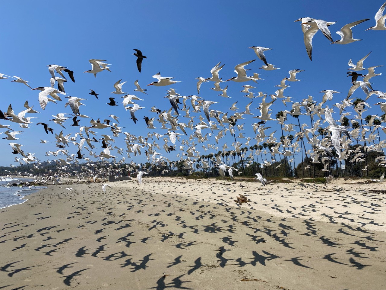 Birds flying over sandy beach.